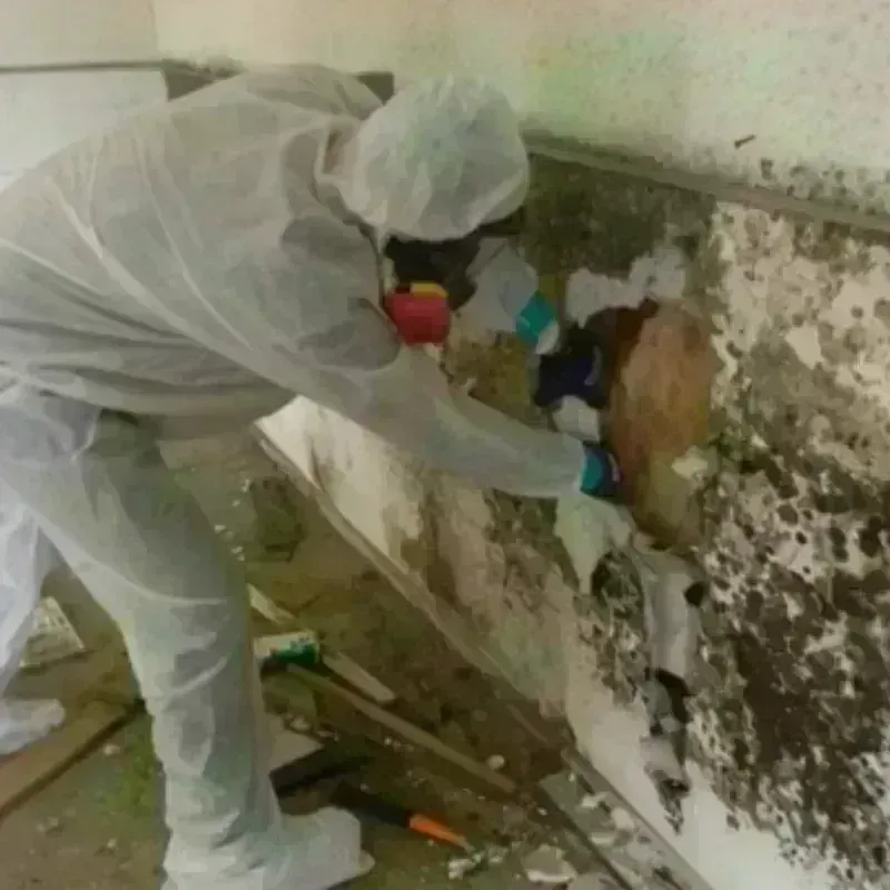 Mold Remediation and Removal in Encanto, AZ